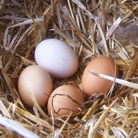 What Eggs-actly Do You Know About Eggs? Image